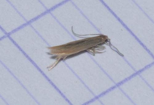 Coleophora caespititiella
